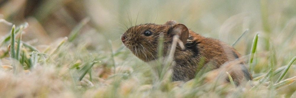 Tarla Farelerinden Nasıl Kurtulurum?