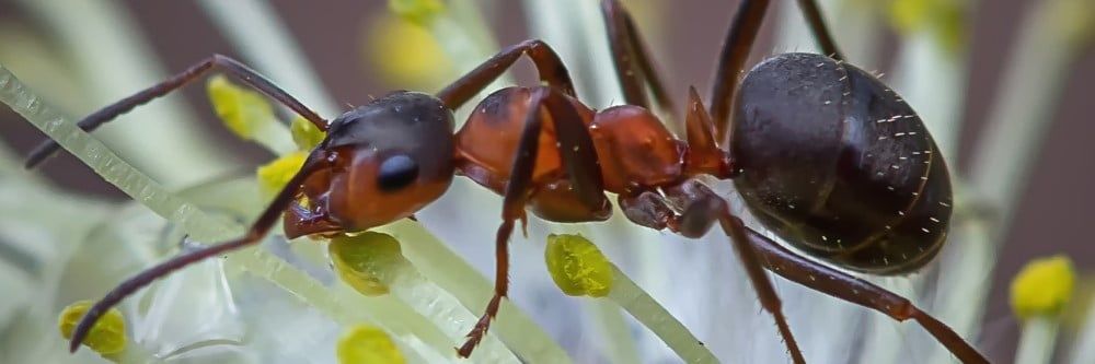 Tarla Karıncası Kontrolü: Tarla Karıncalarından Nasıl Kurtulurum?