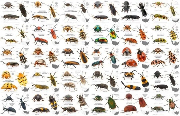 Haşere İsimleri Ve Latince Karşılıkları