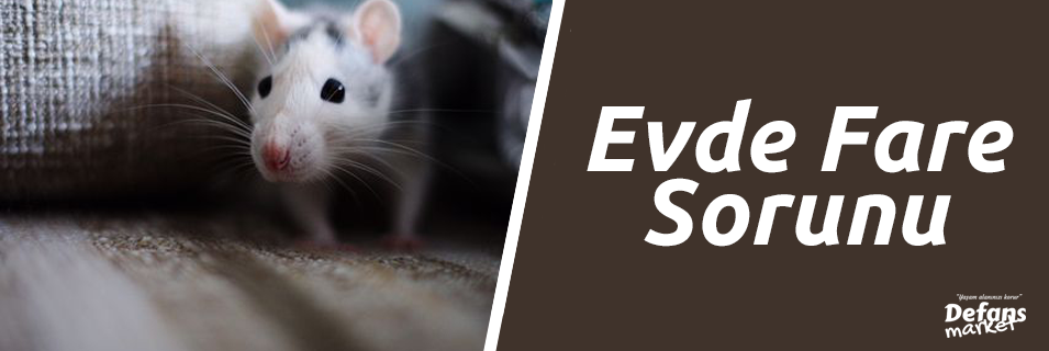 Evde Fare Sorunu