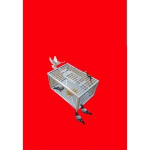 Kuş Kafesi Güvercin Yakalama Kafesi Metal Kuş Yakalama Kafesi 60x40x29cm